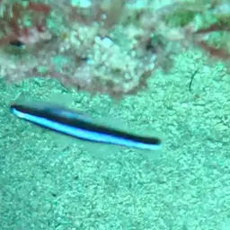 Neon Goby, photo 11