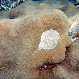 Neon Goby, photo 12