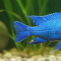 Electric Blue Hap, photo 4