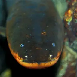 Electric Eel, photo 4