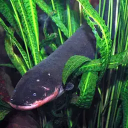 Electric Eel, photo 5