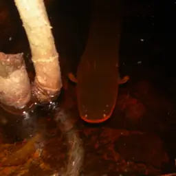 Electric Eel, photo 6