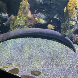 Electric Eel, photo 7