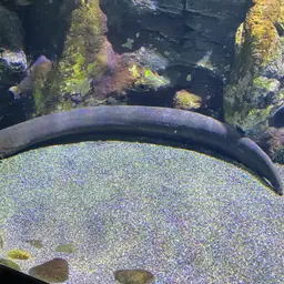 Electric Eel, photo 8