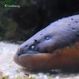 Electric Eel, photo 9