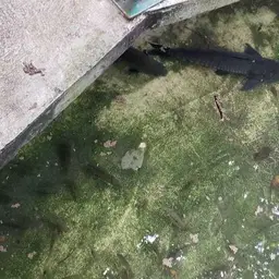 Electric Eel, photo 10