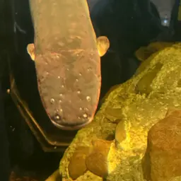 Electric Eel, photo 11