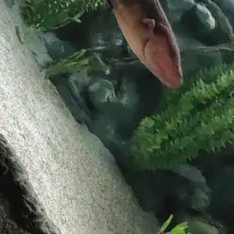 Electric Eel, photo 12