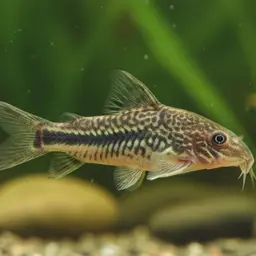 Elegant Cory, photo 9
