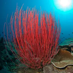 Sea Whip, photo 1