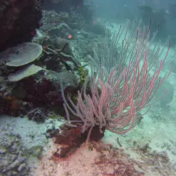 Sea Whip, photo 4