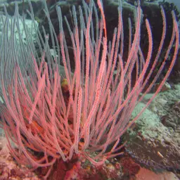 Sea Whip, photo 6