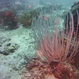 Sea Whip, photo 7