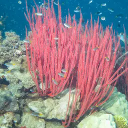 Sea Whip, photo 9