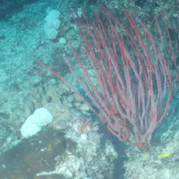 Sea Whip, photo 10