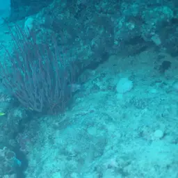 Sea Whip, photo 11