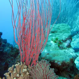 Sea Whip, photo 12