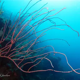 Devil's Sea Whip