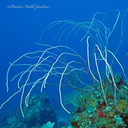 Devil's Sea Whip, photo 2