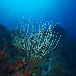Devil's Sea Whip, photo 3