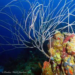 Devil's Sea Whip, photo 4