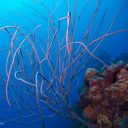 Devil's Sea Whip, photo 5