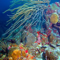 Devil's Sea Whip, photo 6