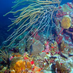 Devil's Sea Whip, photo 7