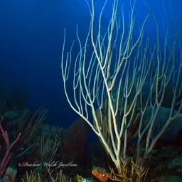 Devil's Sea Whip, photo 8