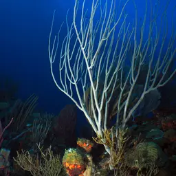 Devil's Sea Whip, photo 9
