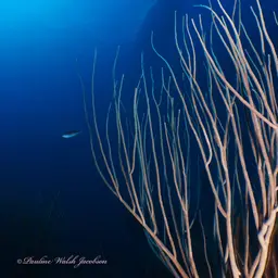 Devil's Sea Whip, photo 10