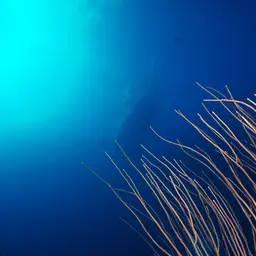 Devil's Sea Whip, photo 11