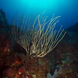 Devil's Sea Whip, photo 12