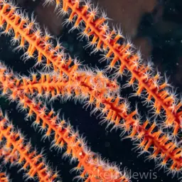 Bushy Sea Whip