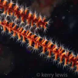 Bushy Sea Whip, photo 2