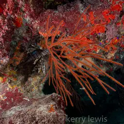 Bushy Sea Whip, photo 3