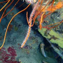Bushy Sea Whip, photo 4
