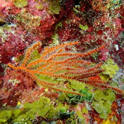 Bushy Sea Whip, photo 6