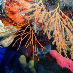 Bushy Sea Whip, photo 7