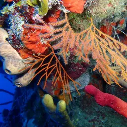 Bushy Sea Whip, photo 8