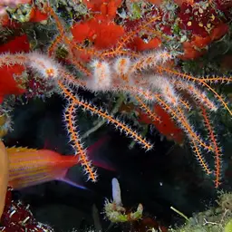 Bushy Sea Whip, photo 9