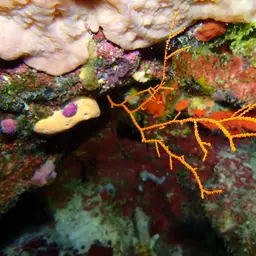 Bushy Sea Whip, photo 10