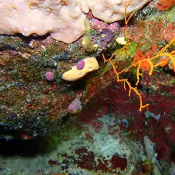 Bushy Sea Whip, photo 11