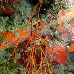 Bushy Sea Whip, photo 12