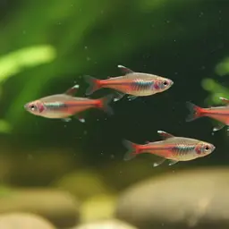 Red Dwarf Rasbora
