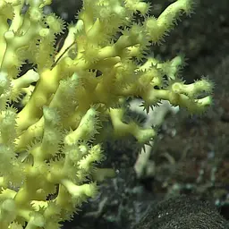 Beaked Stony Coral
