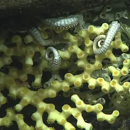 Beaked Stony Coral, photo 2