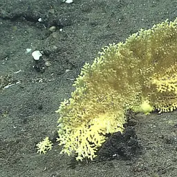 Beaked Stony Coral, photo 3