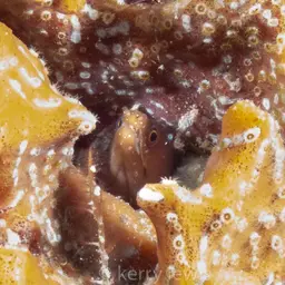 Caribbean Chestnut Moray