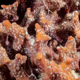 Caribbean Chestnut Moray, photo 2